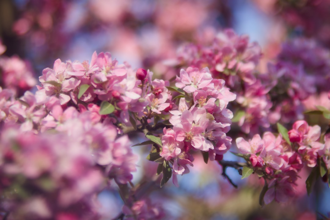 Flower Meanings