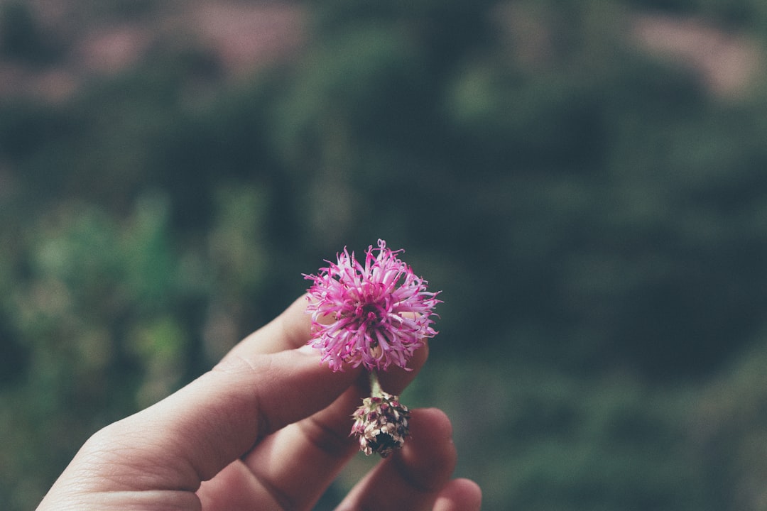 Modern Flower Symbolism