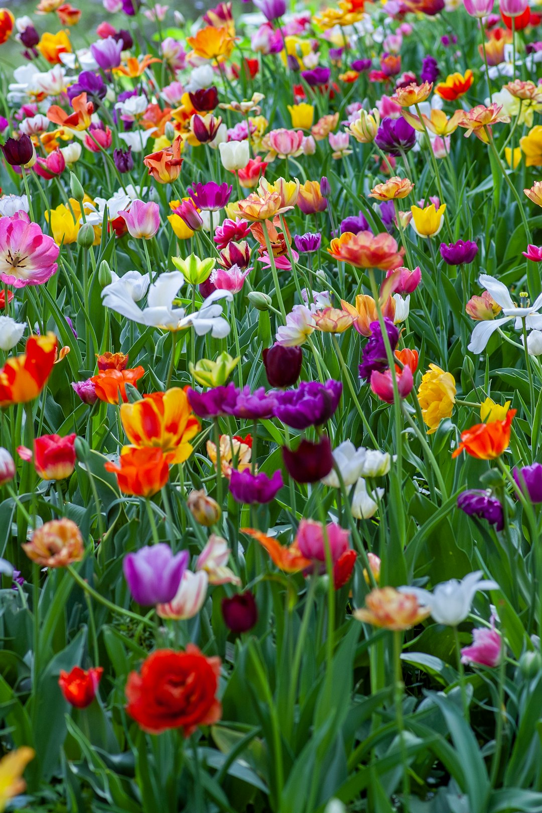 Expressing Emotions with Flowers